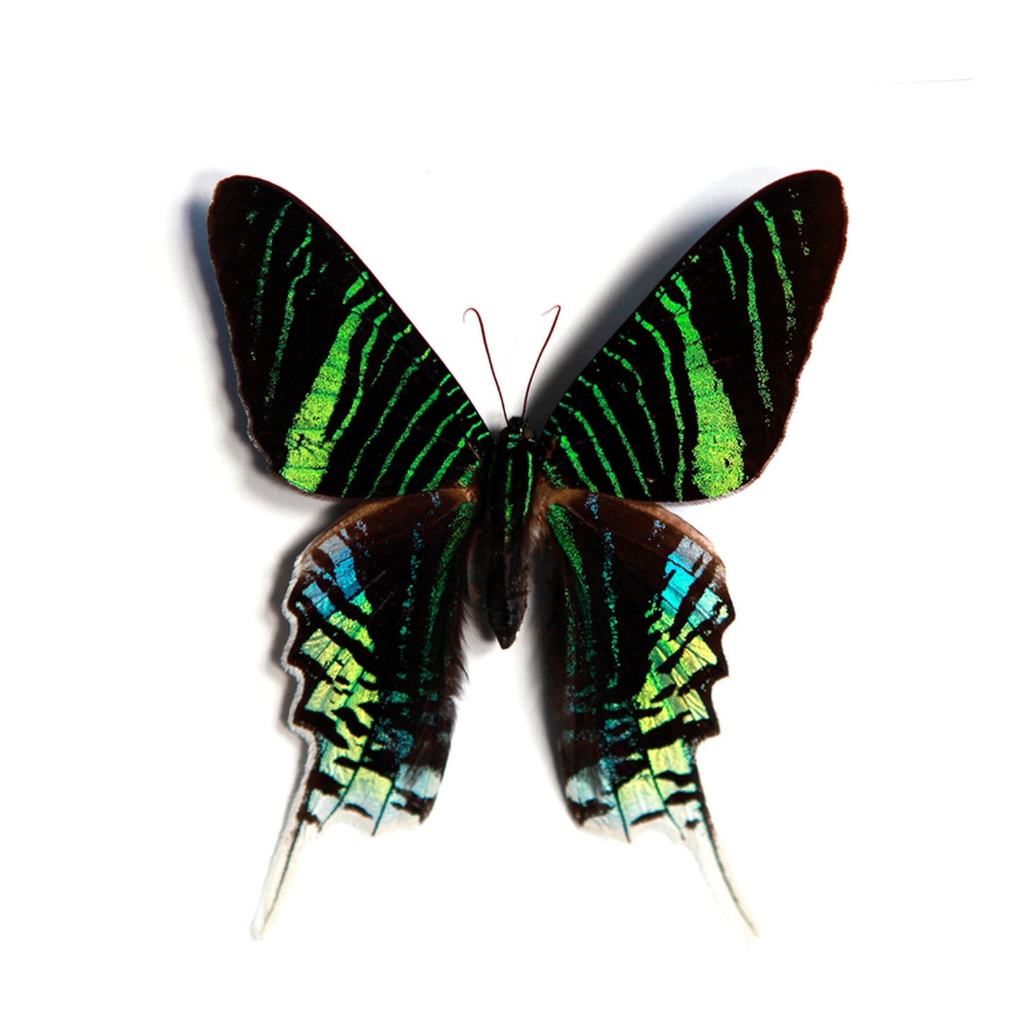 Green-Banded Urania