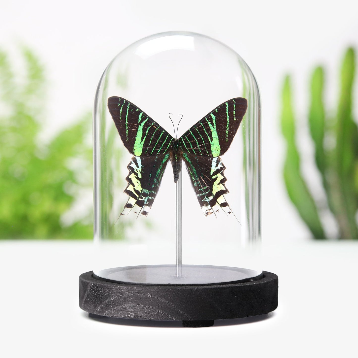 Green-Banded Urania