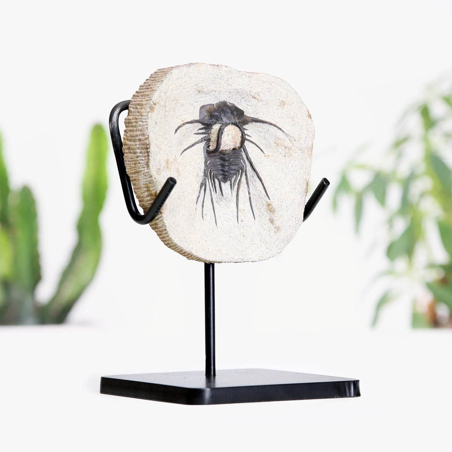 Horned Trilobite