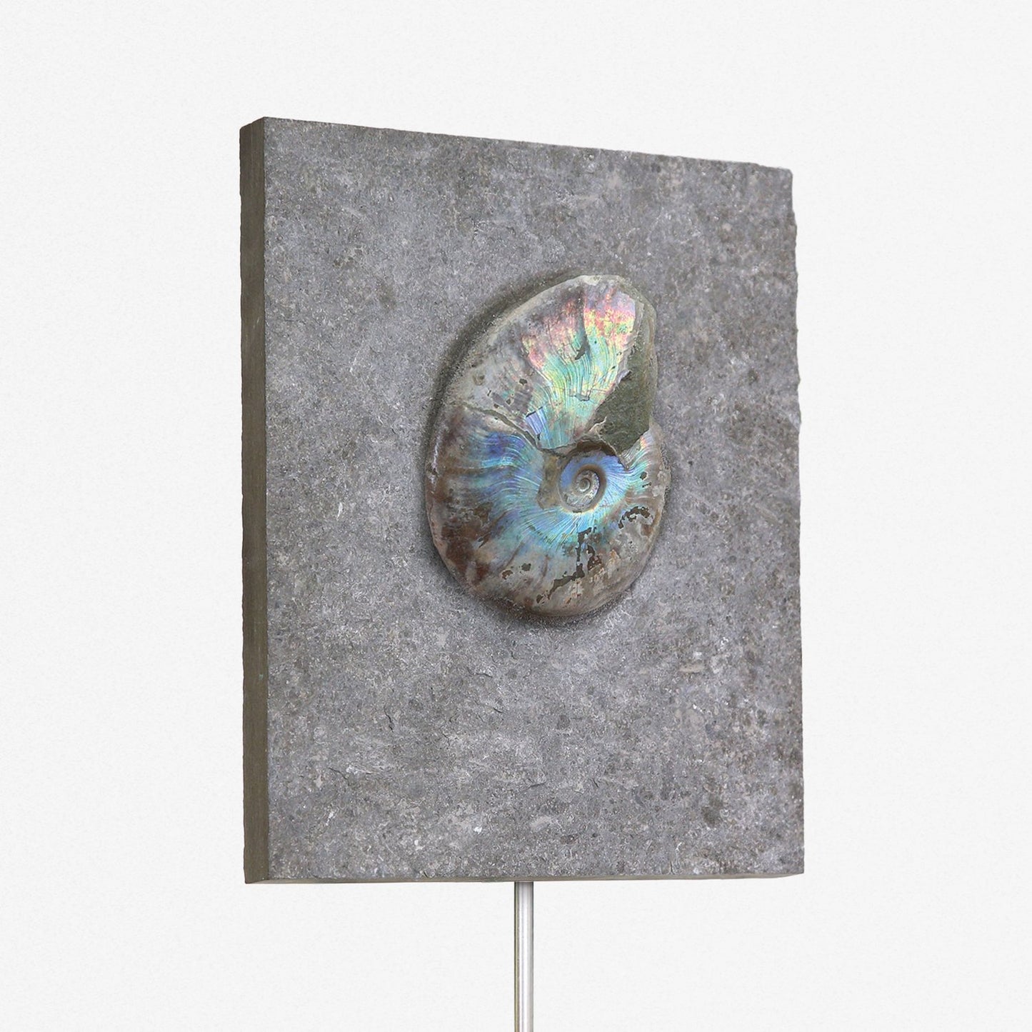 Iridescent Ammonite In Matrix