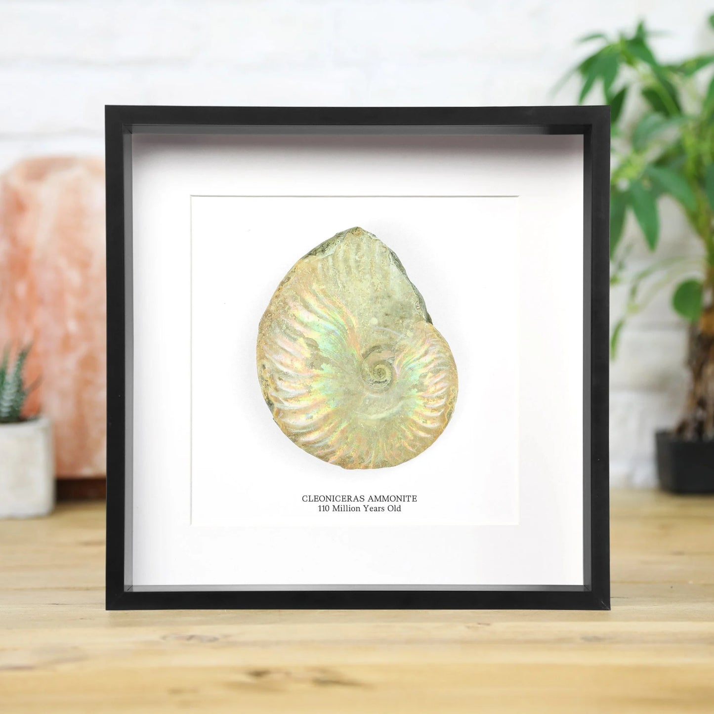 Iridescent Ammonite