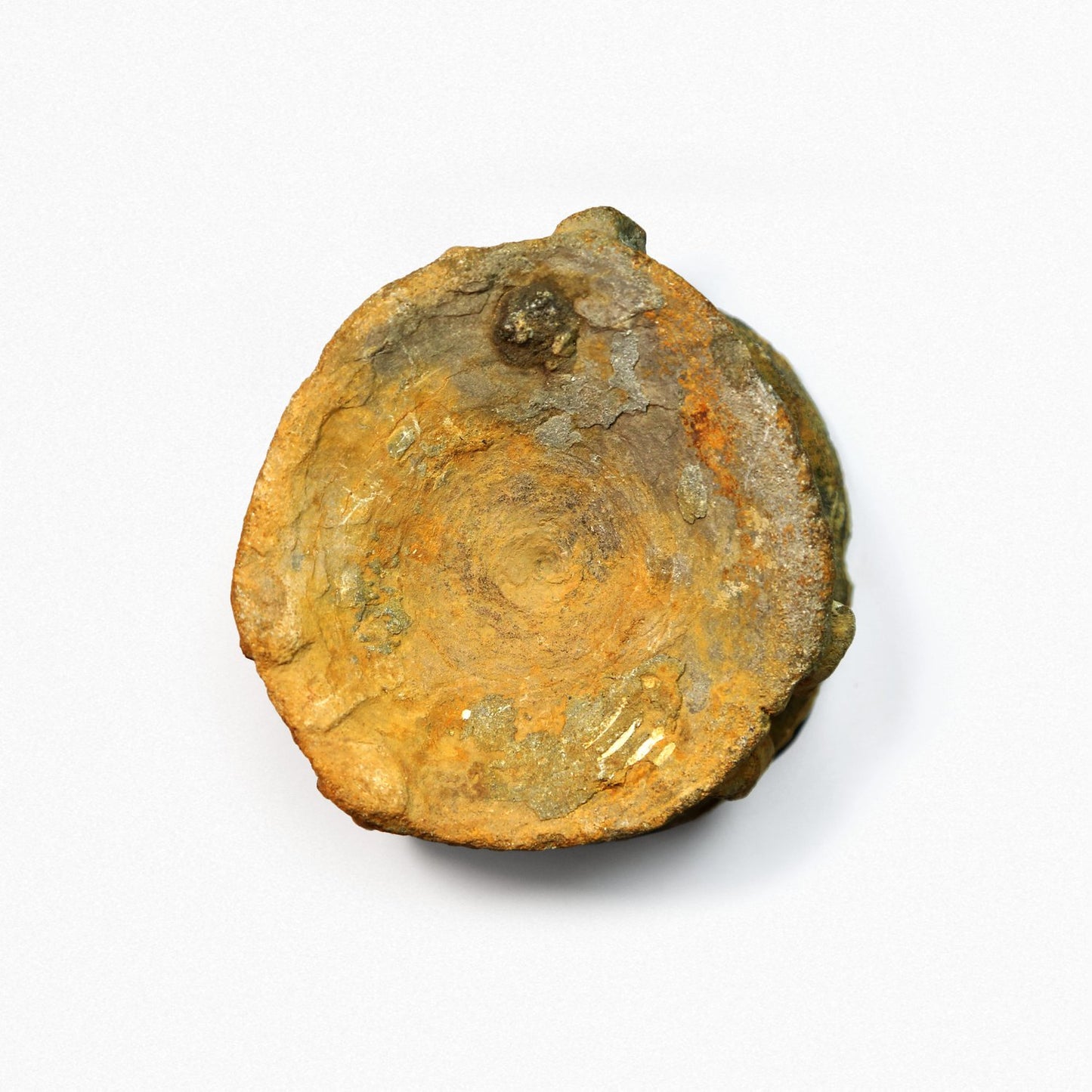 Ichthyosaur Vertebre