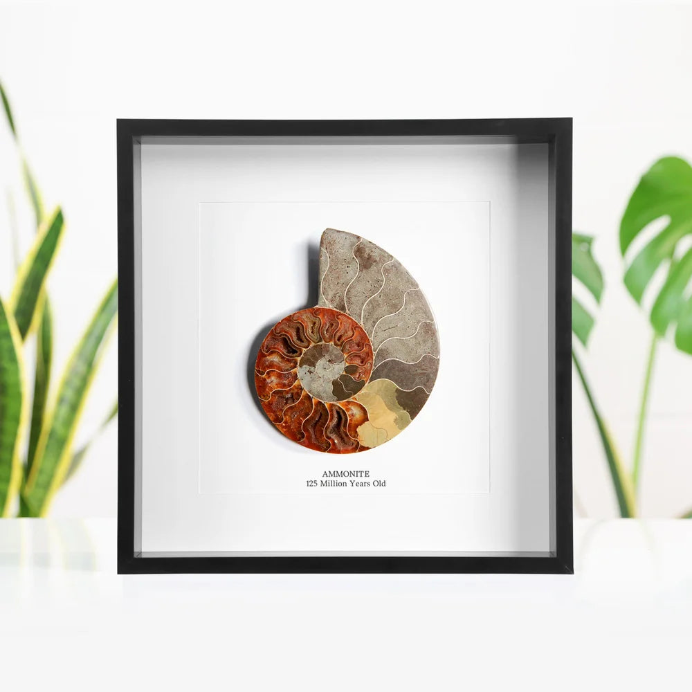 Madagascan Ammonite