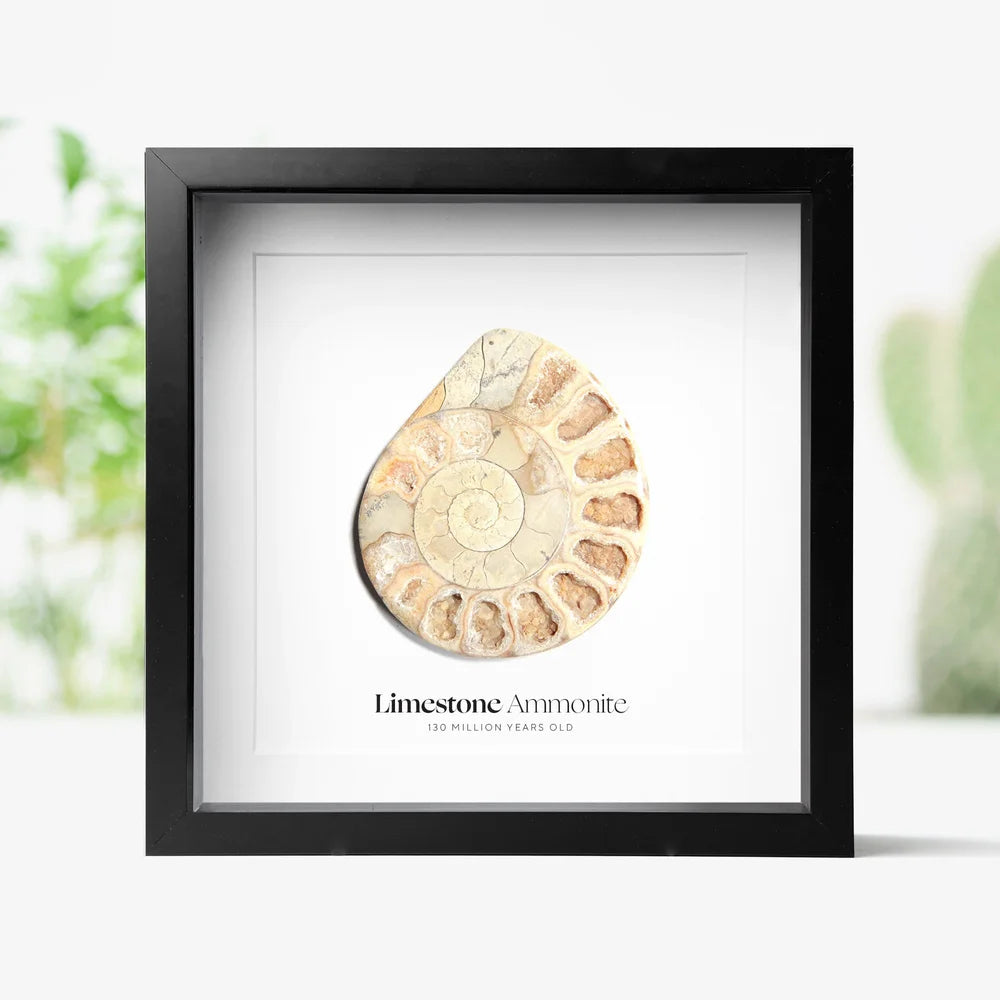 Polished Limestone Ammonite