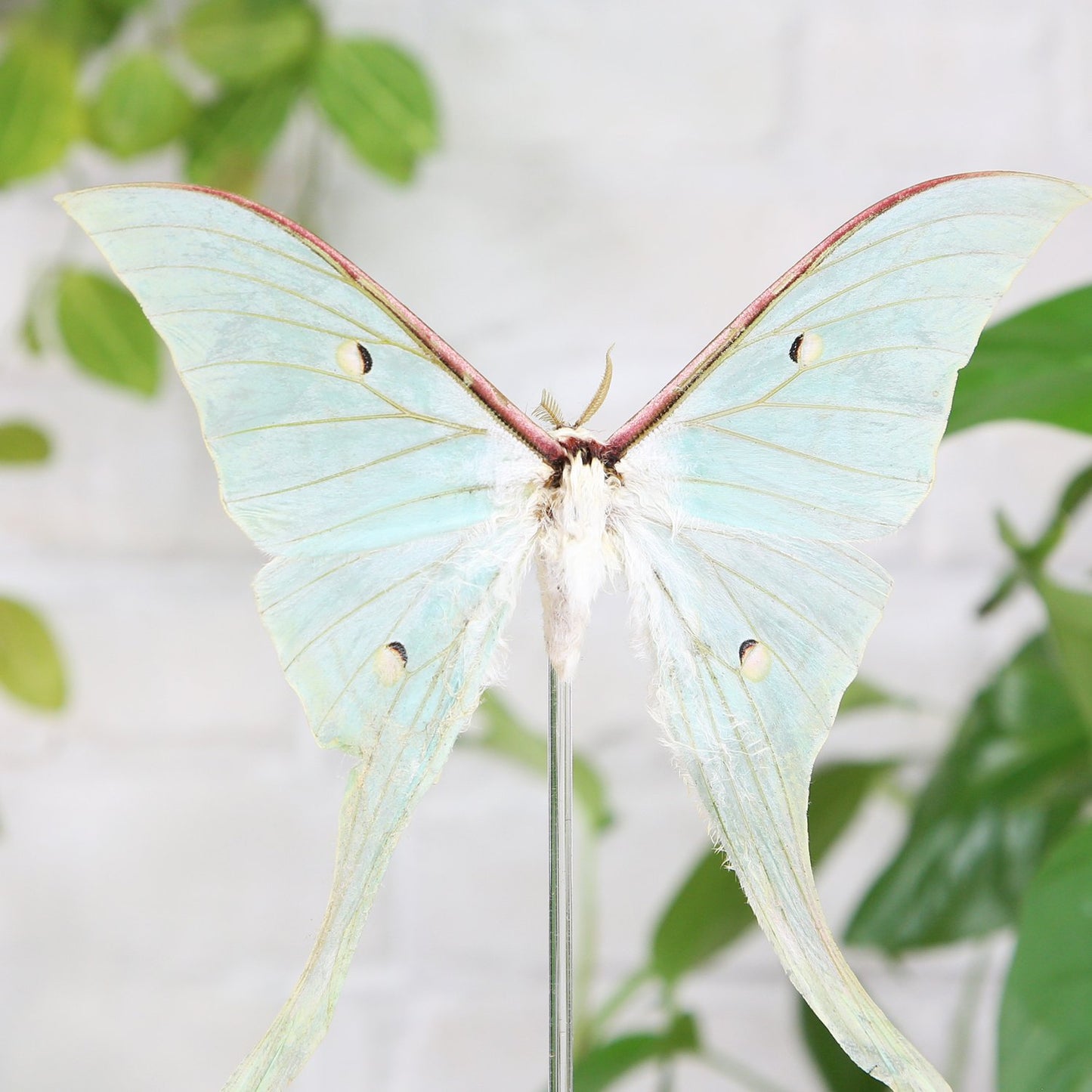 Luna Moth