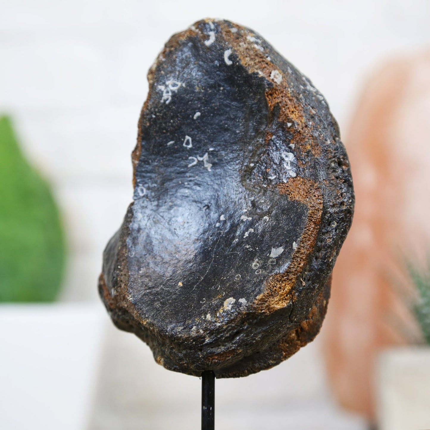 Wooly Mammoth Toe Bone