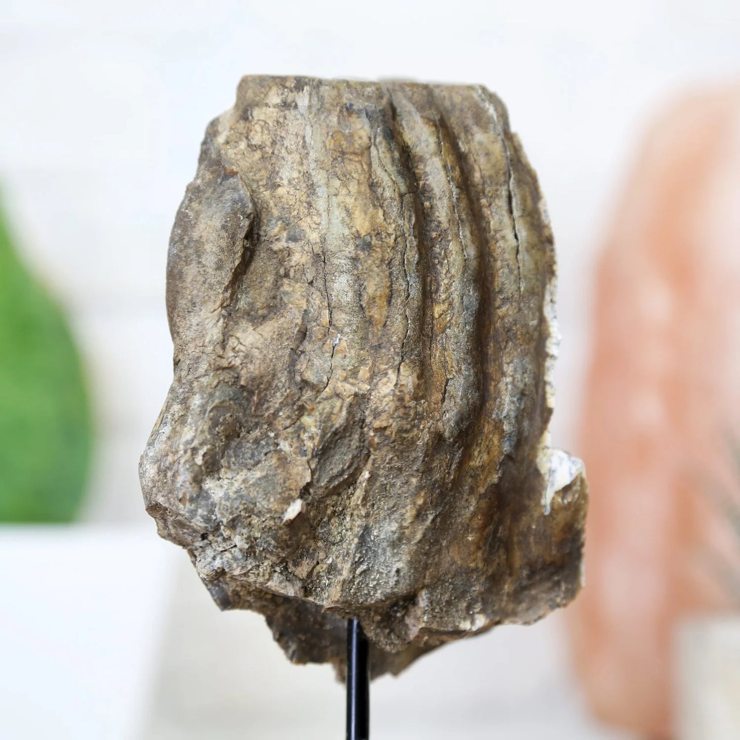 Woolly Mammoth Tooth