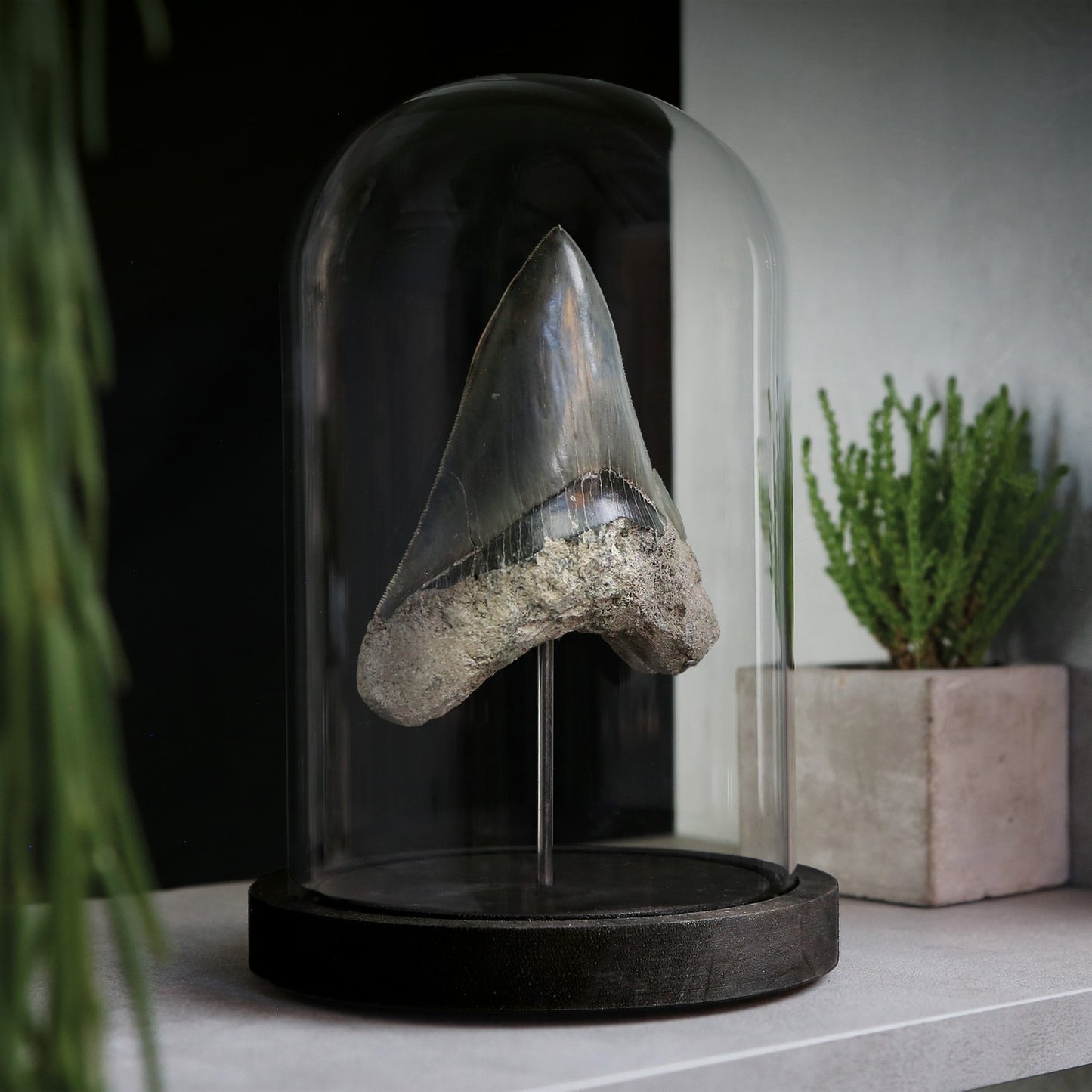 Megalodon Tooth