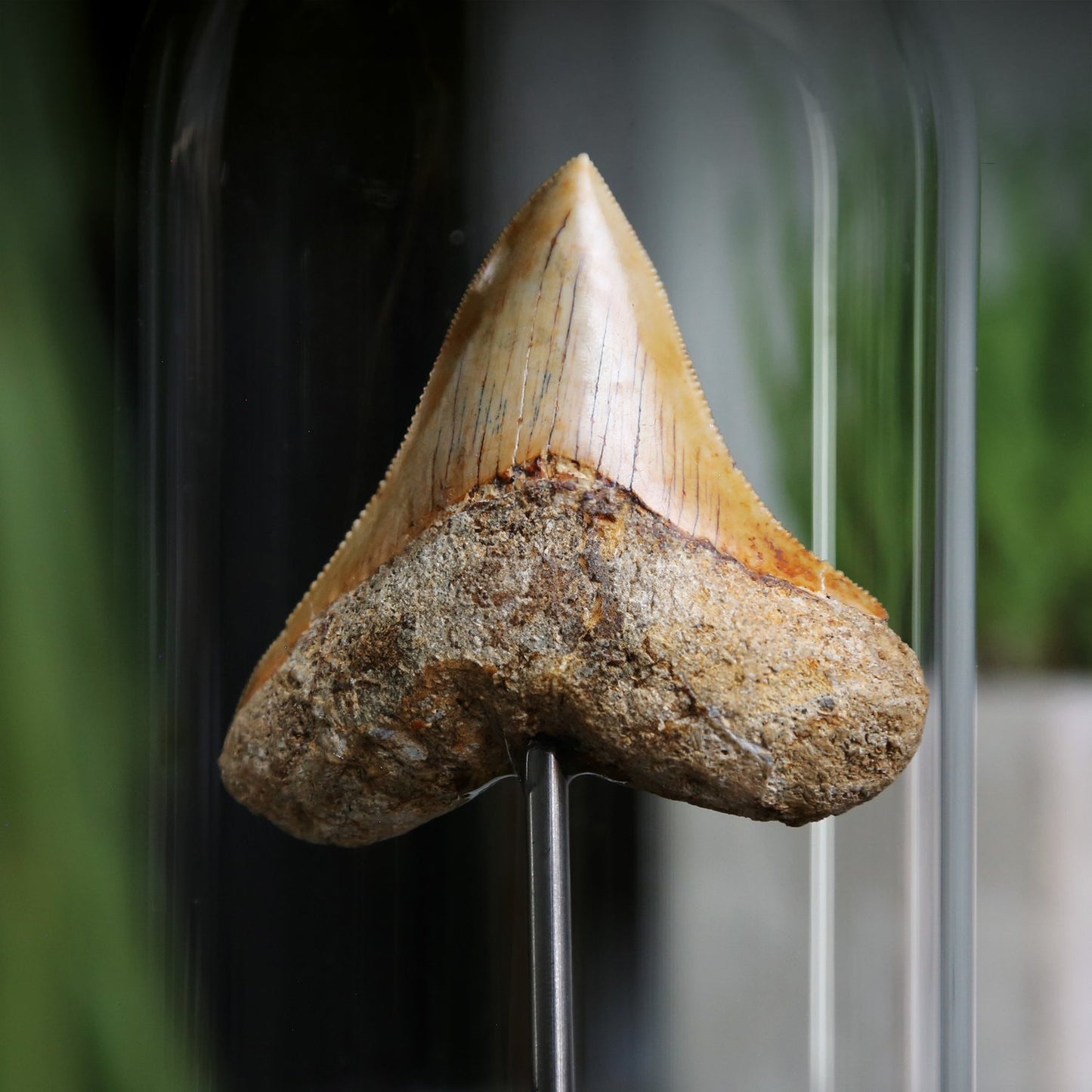 Megalodon Tooth