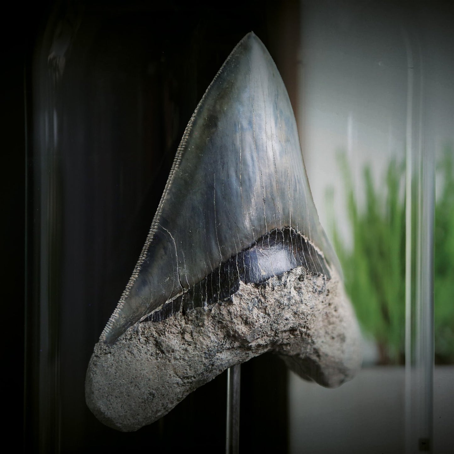 Megalodon Tooth