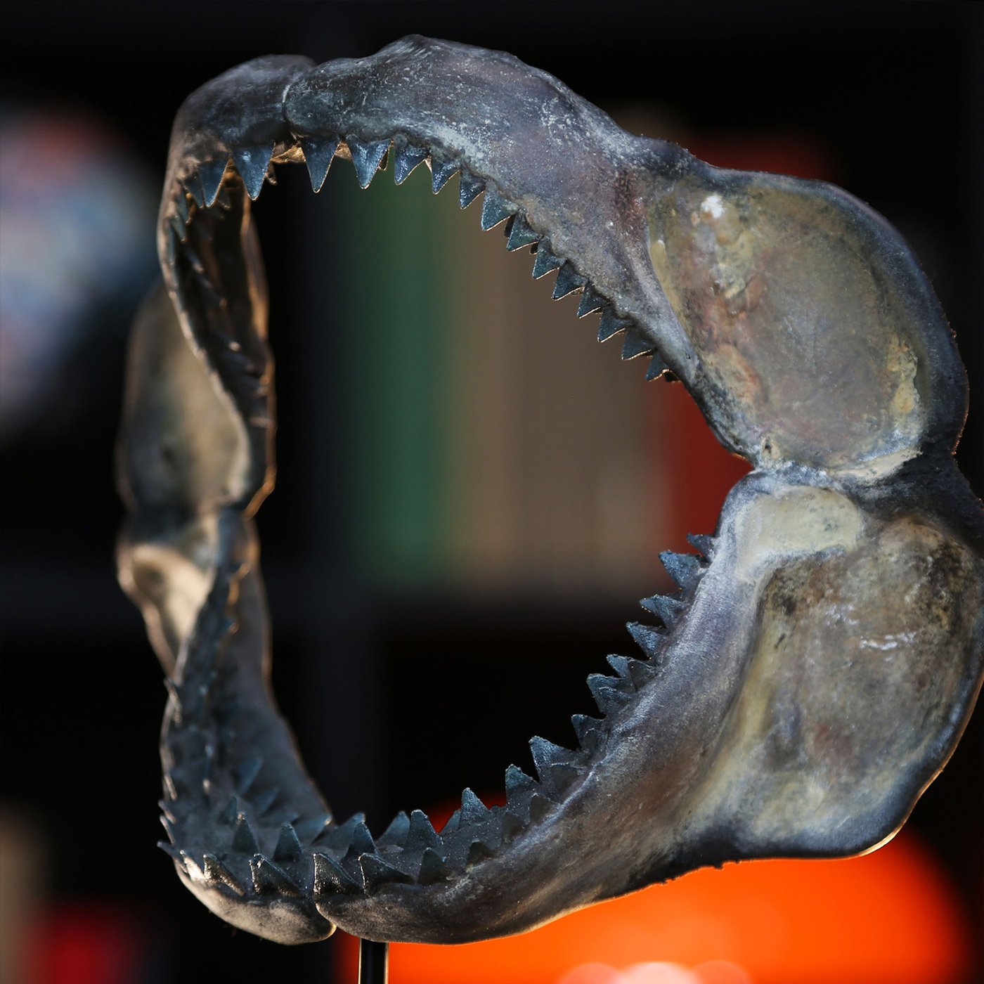 Megalodon