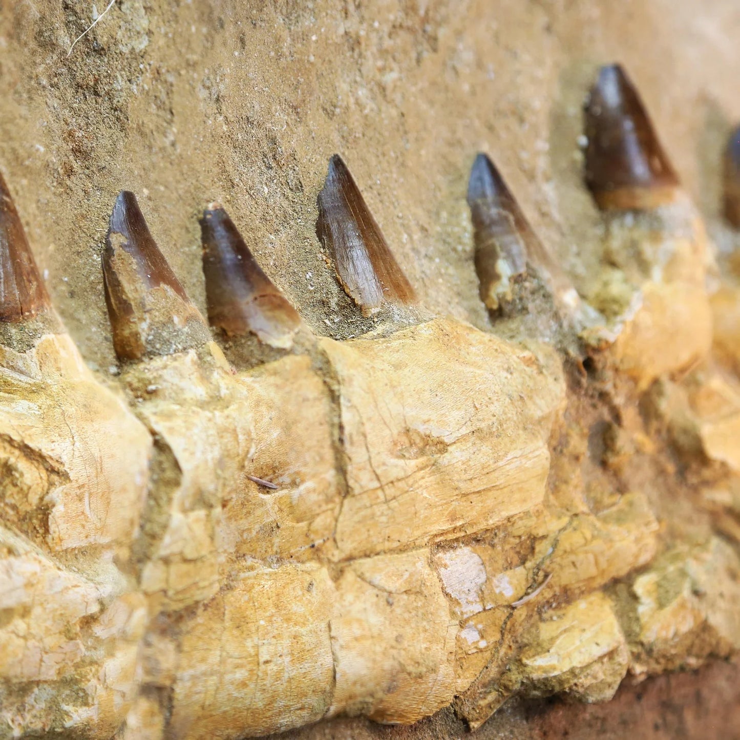 Mosasaur Jaw