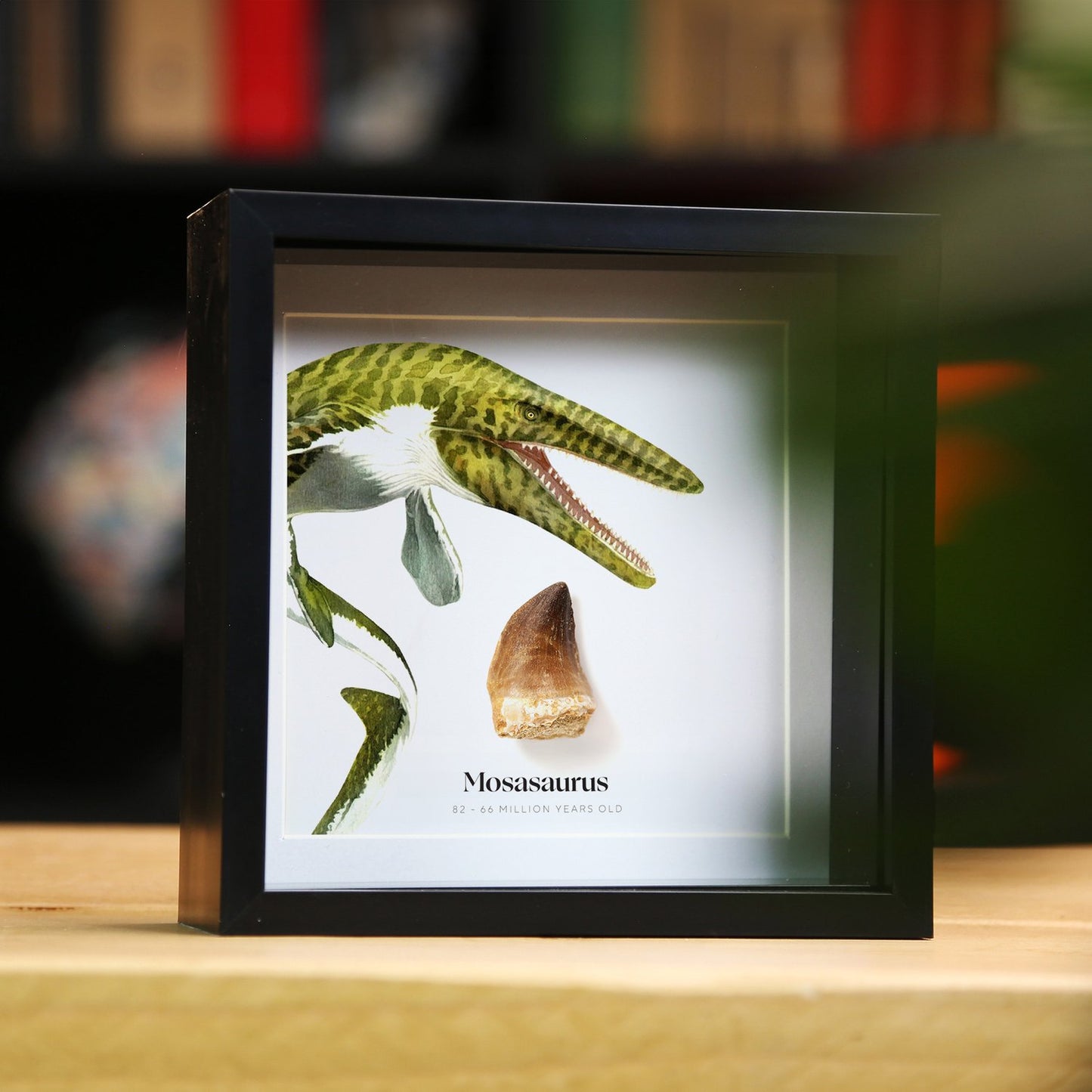 Mosasaurus Tooth