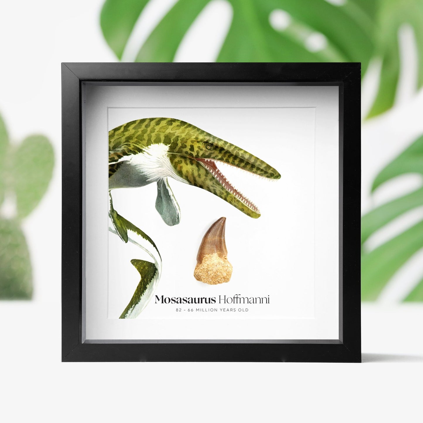 Mosasaurus Tooth