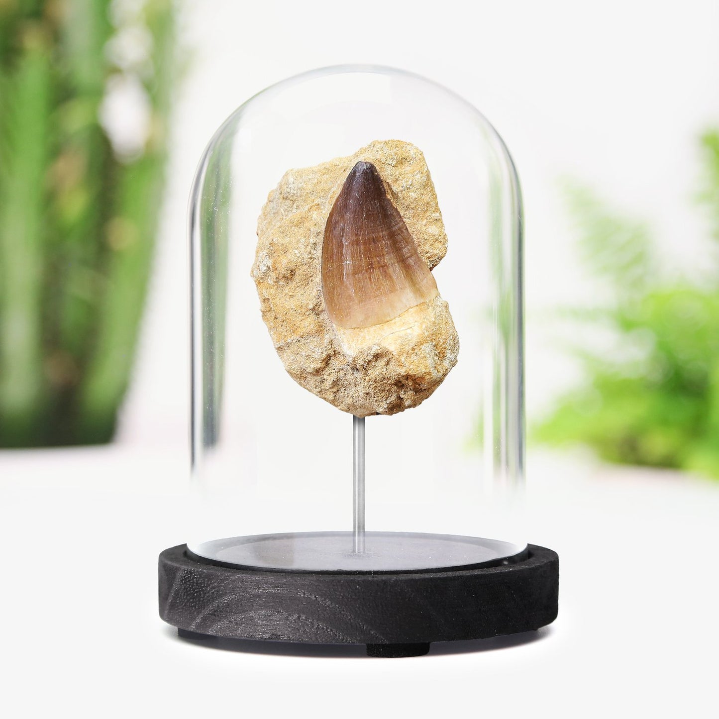 Mosasaur Tooth In Matrix