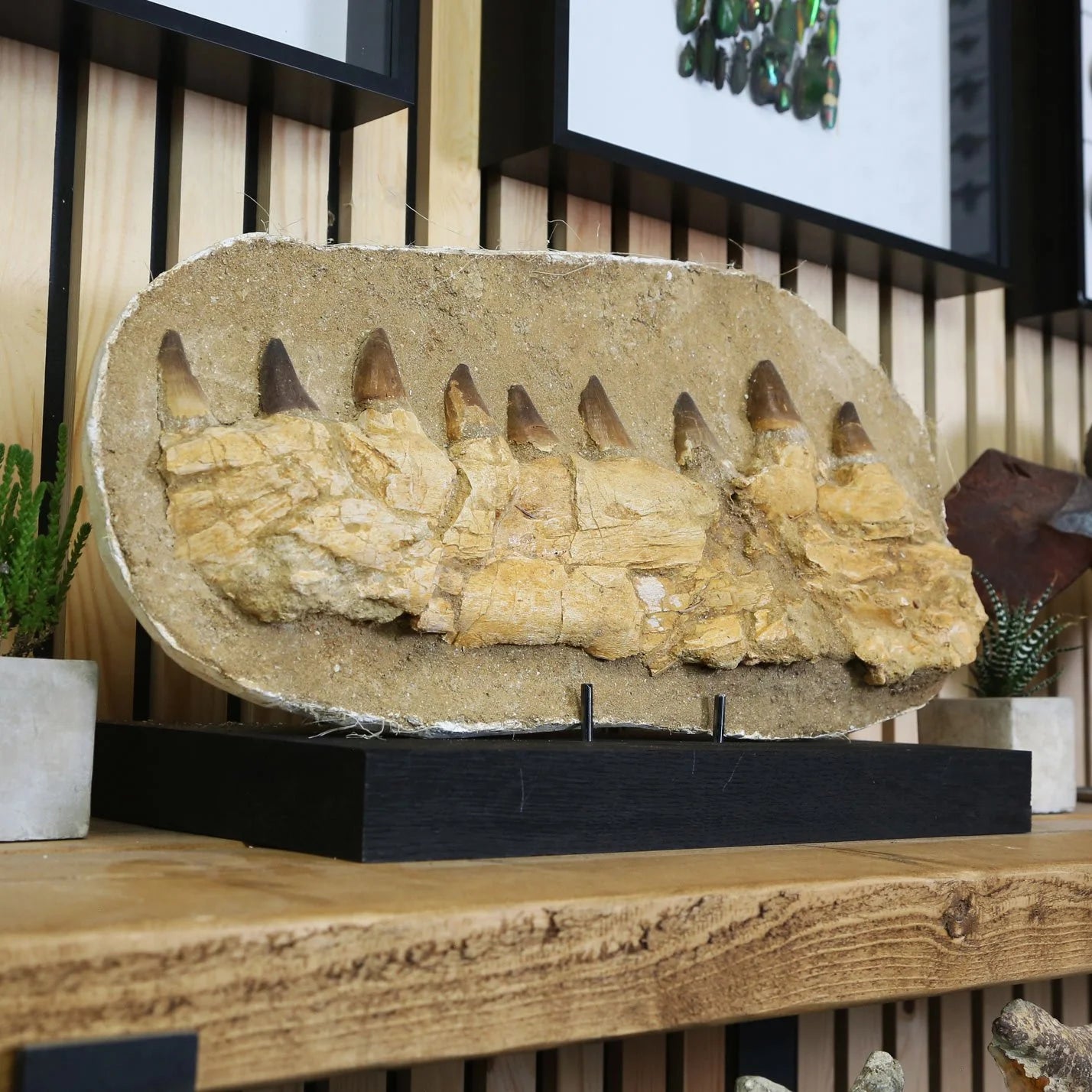 Mosasaur Jaw