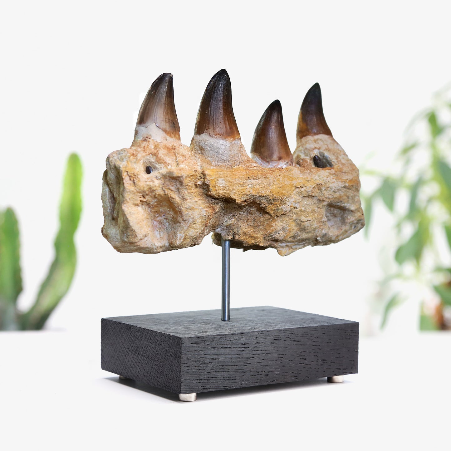 Mosasaur Jaw Section