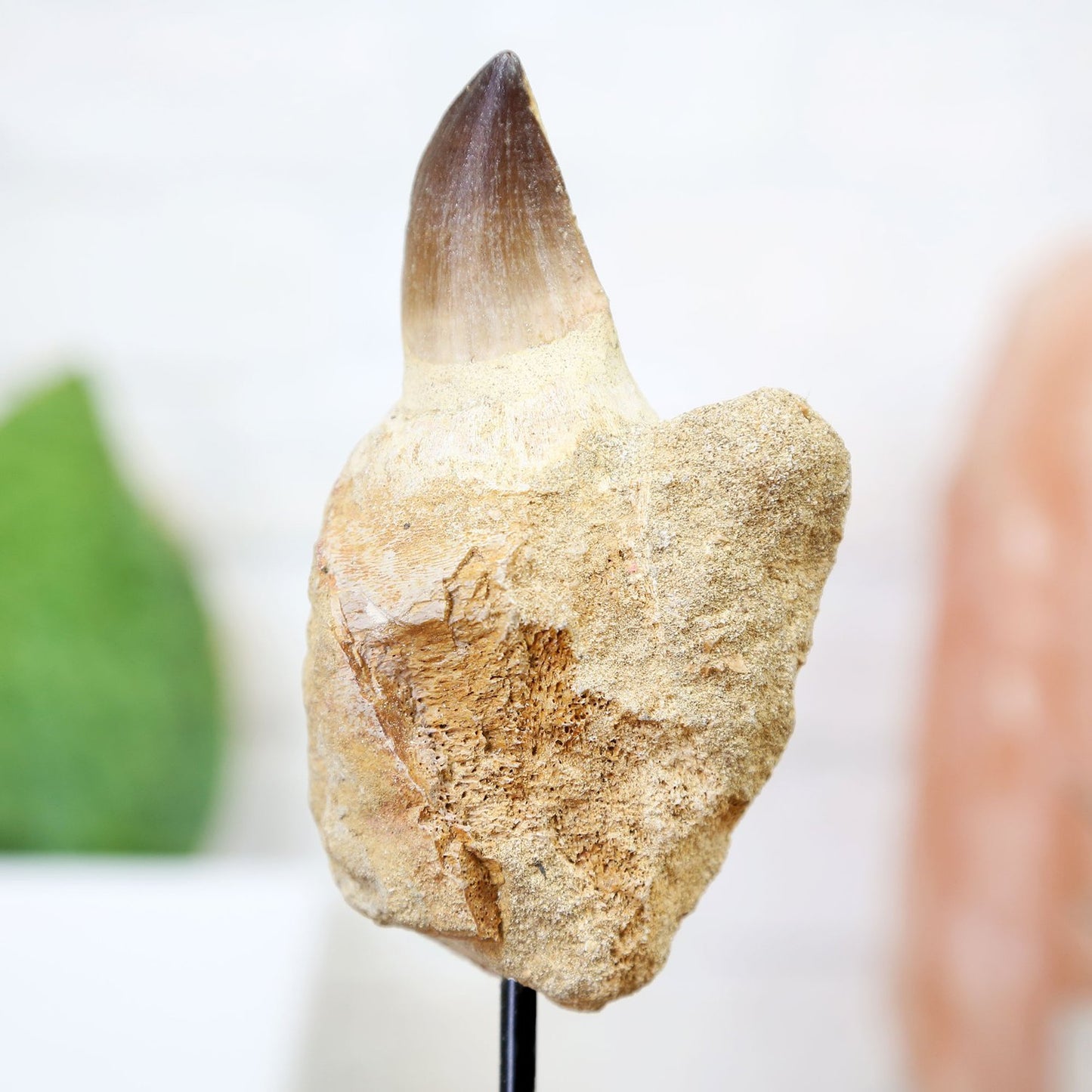 Mosasaur Tooth With Root Bone