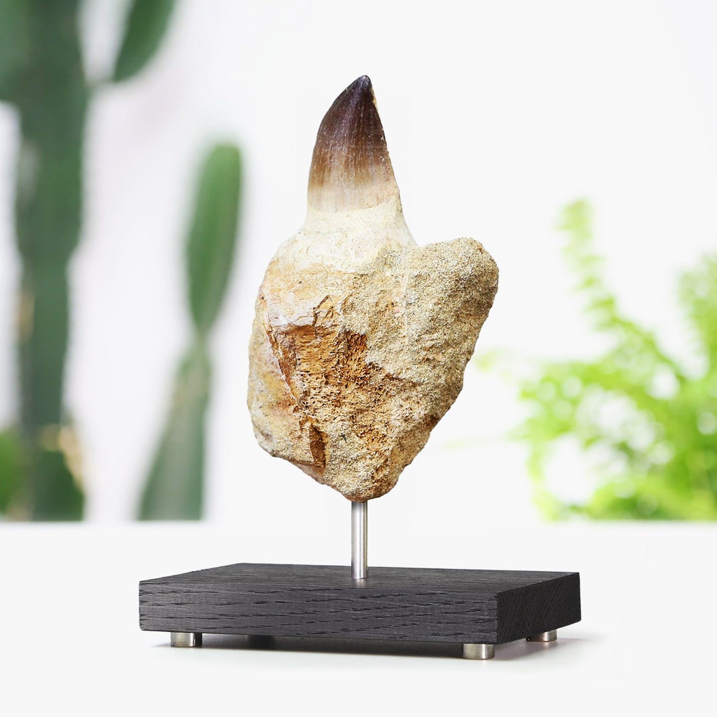 Mosasaur Tooth With Root Bone