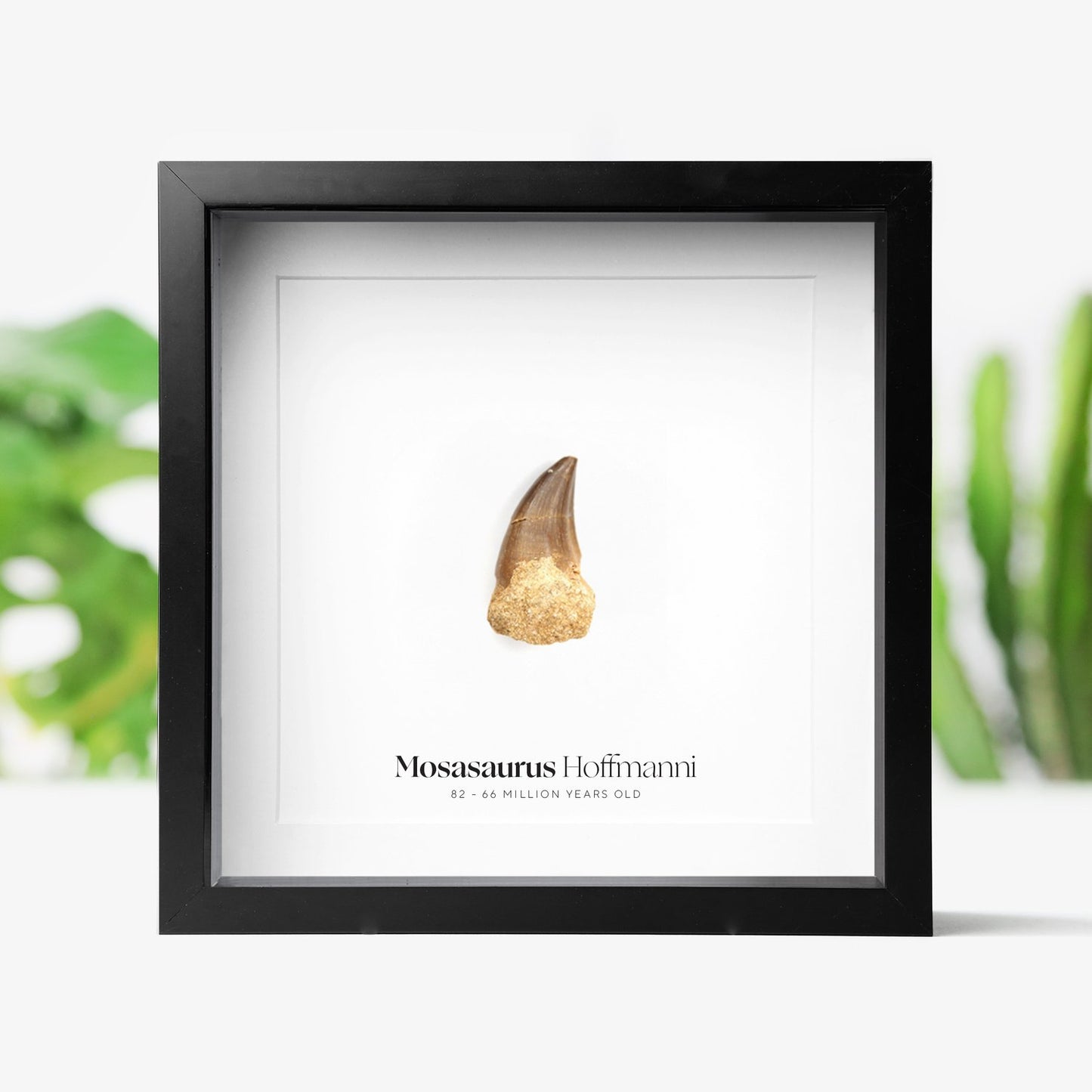 Mosasaurus Hoffmannii Tooth
