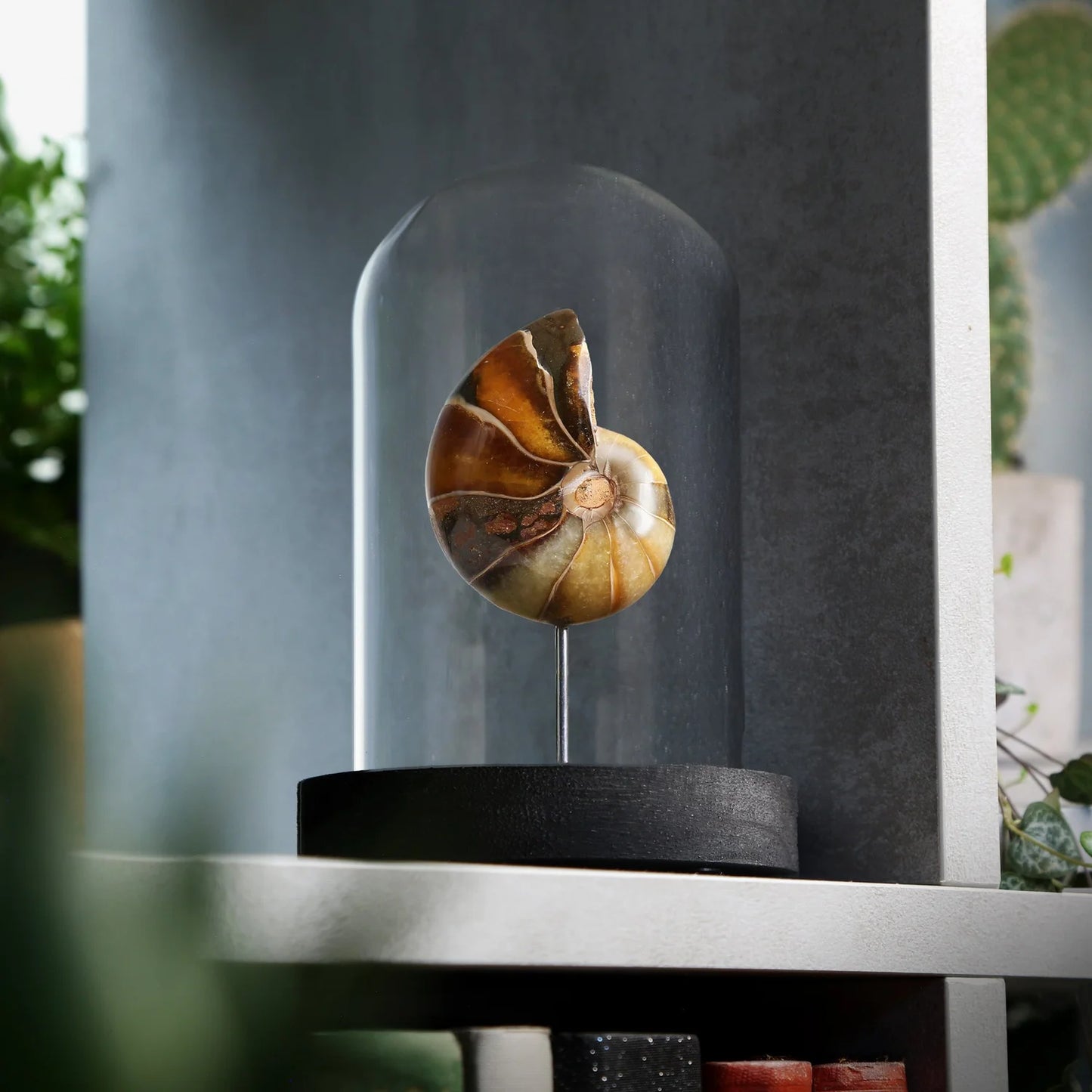 Nautilus Ammonite