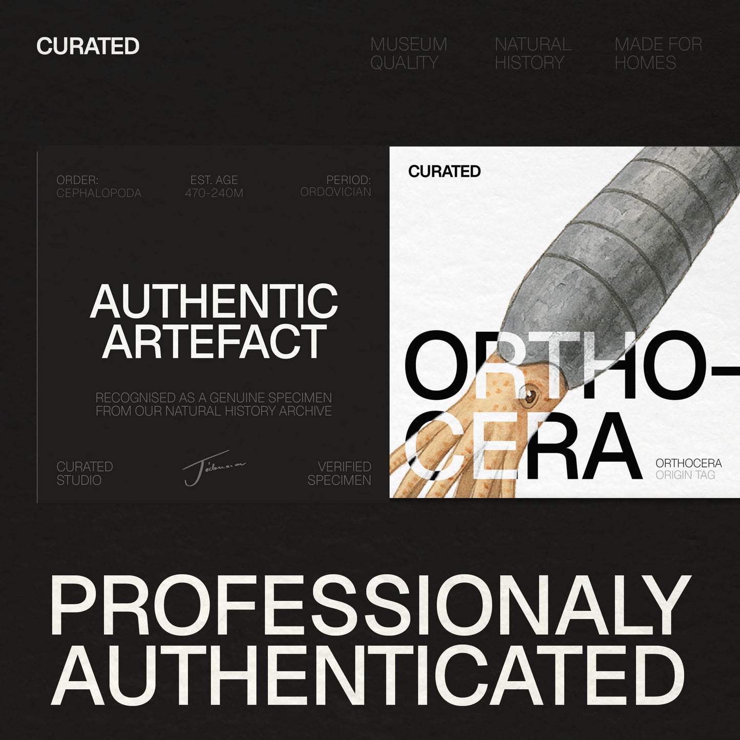 Orthocera Black Marble
