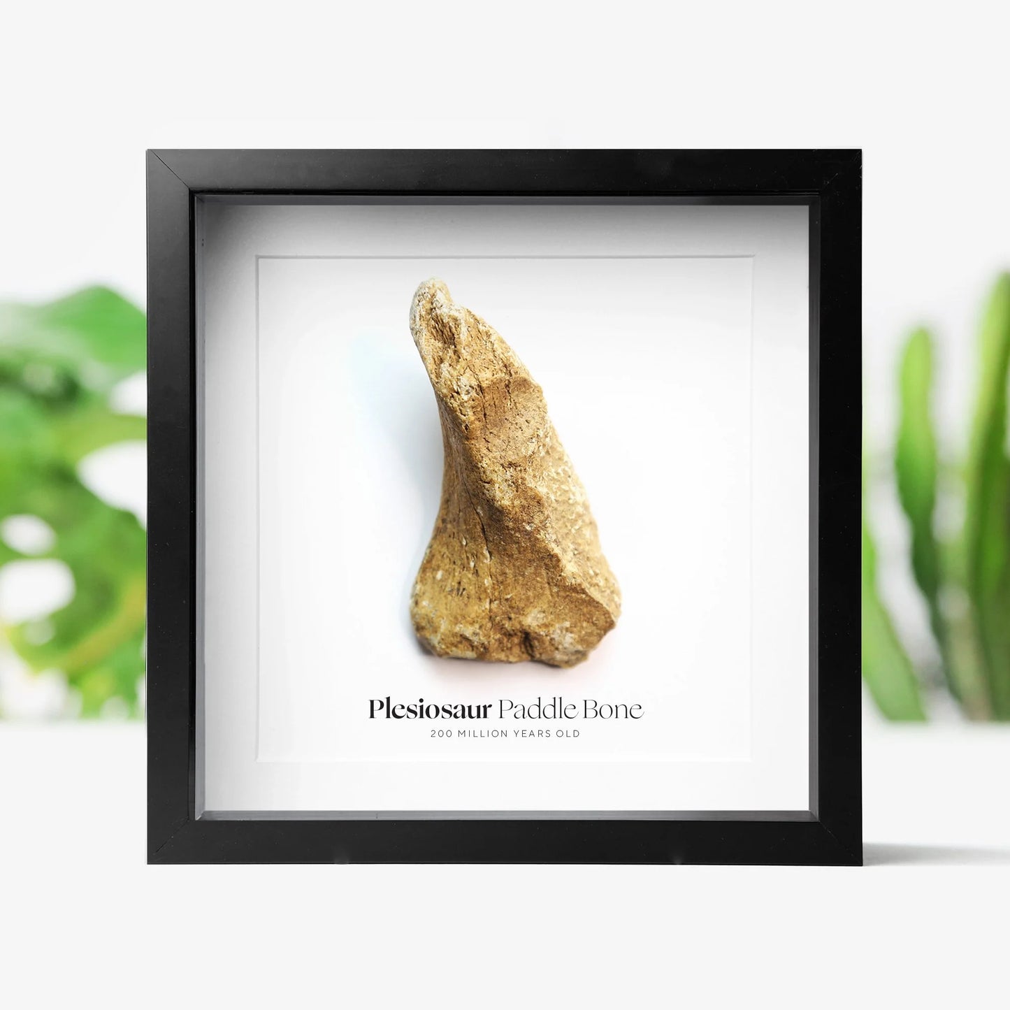 Plesiosaur Bone