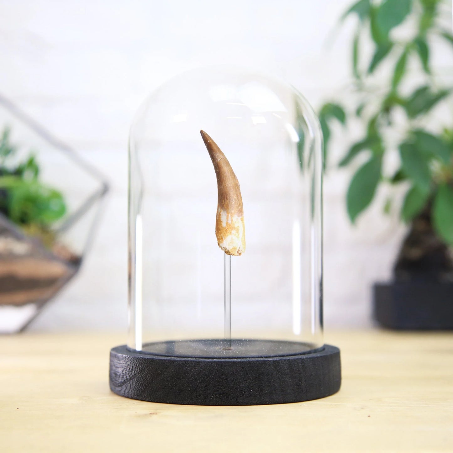 Plesiosaur Tooth