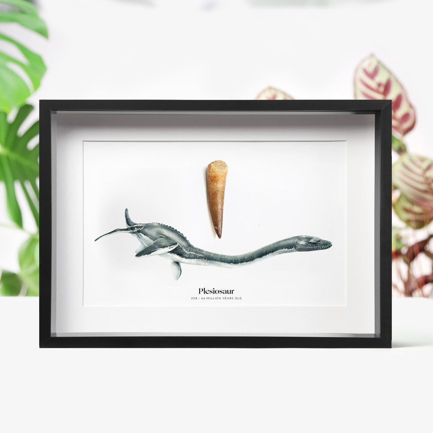 Plesiosaur Tooth