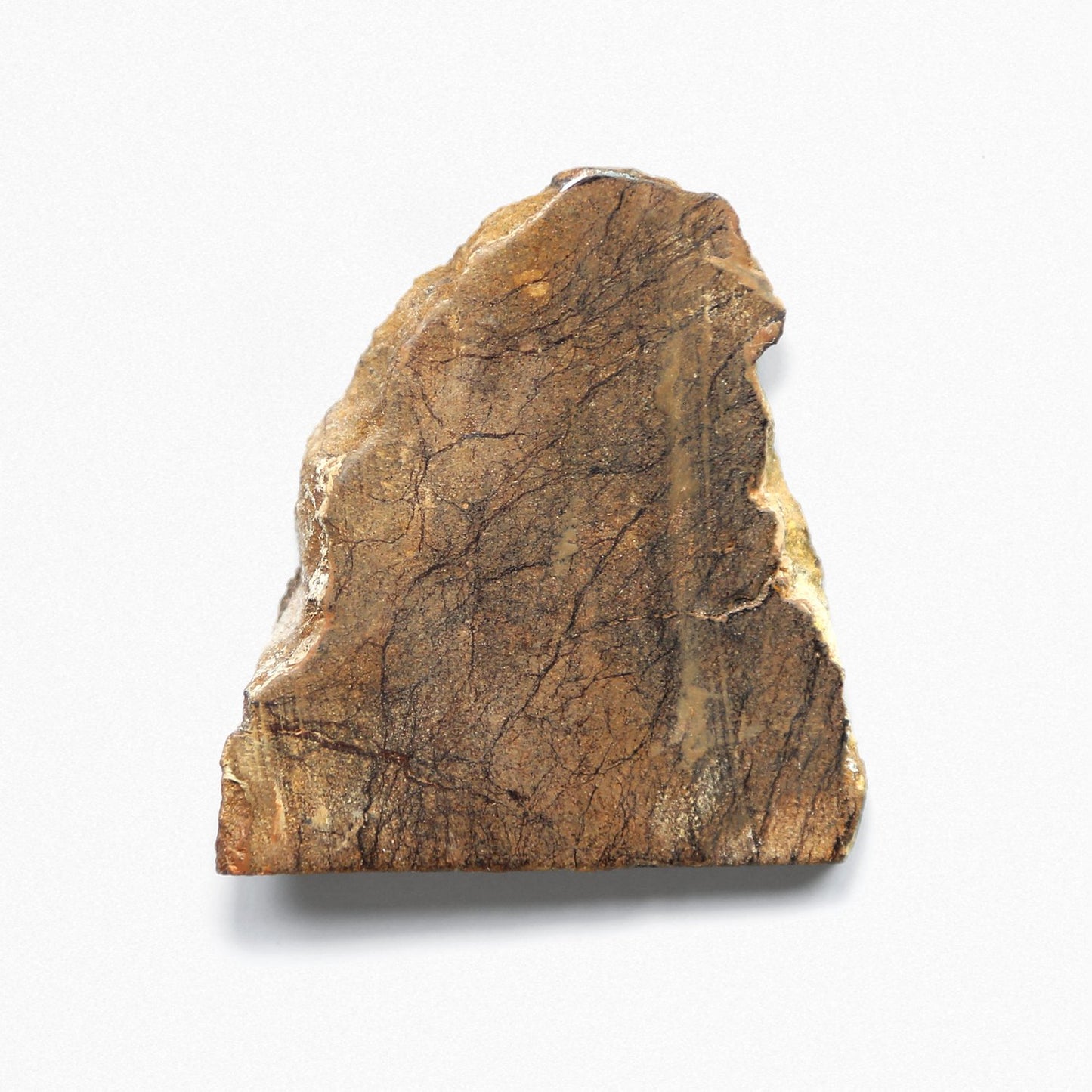 Polished Chondrite Meteorite
