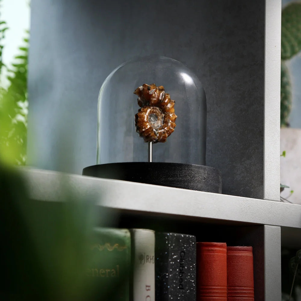 Polished Douvilleceras Ammonite