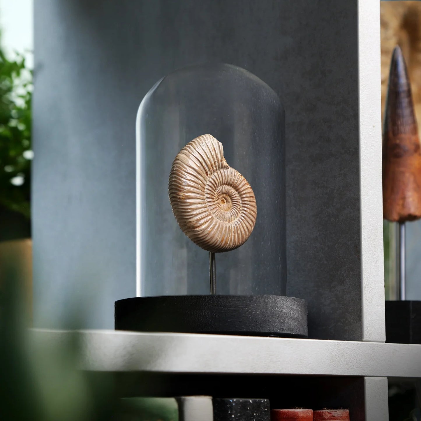 Polished Limestone Ammonite