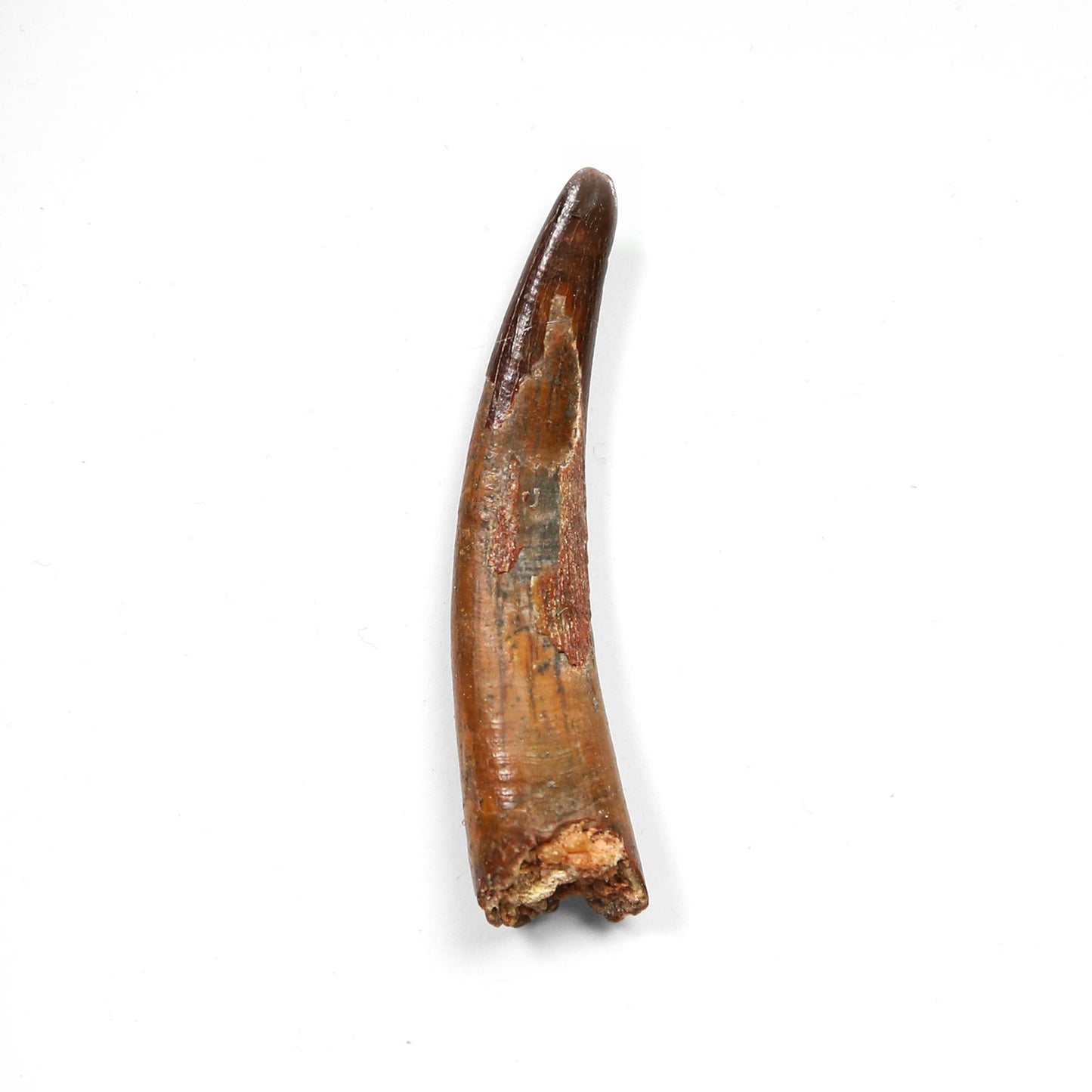 Pterosaur Tooth