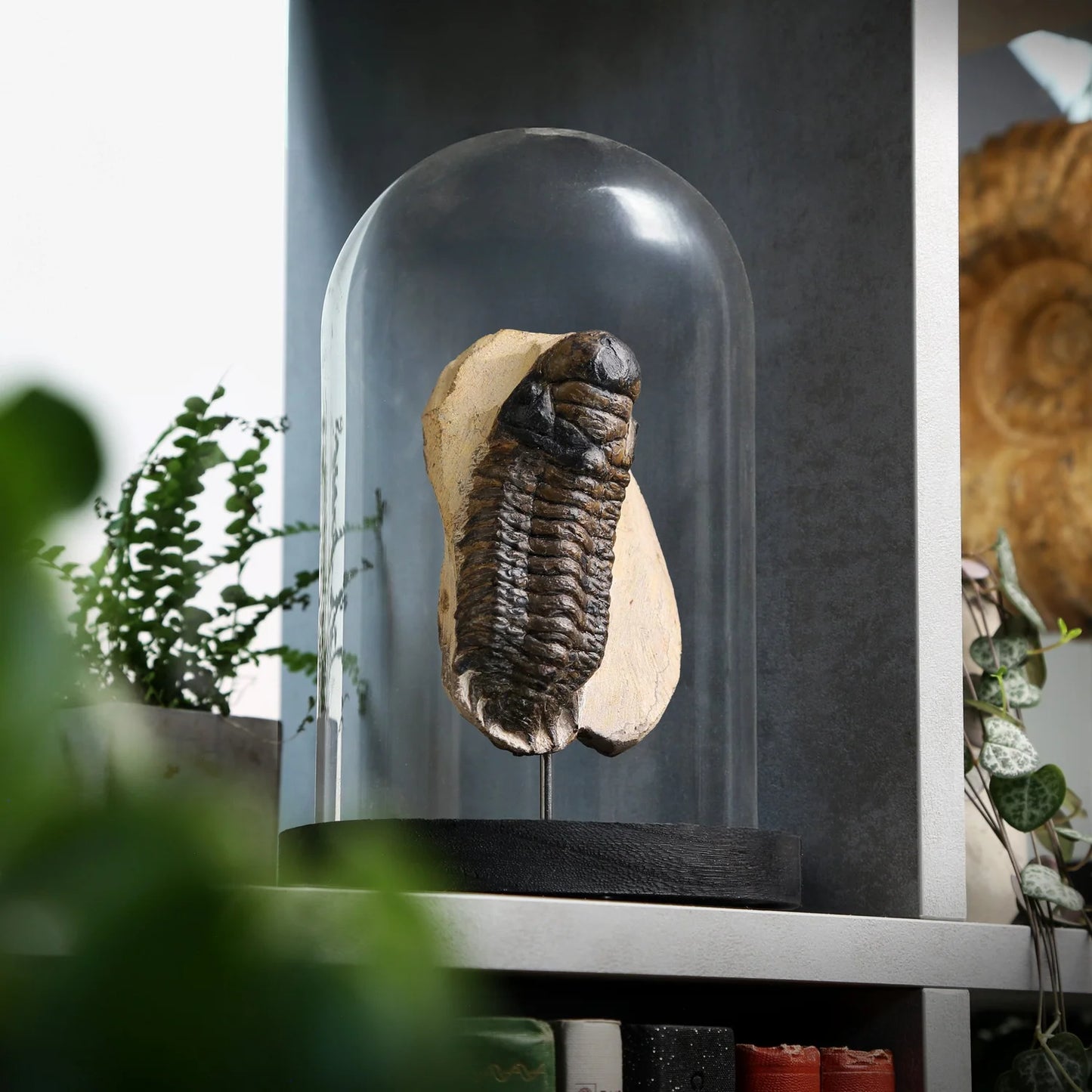 Beckidops Trilobite