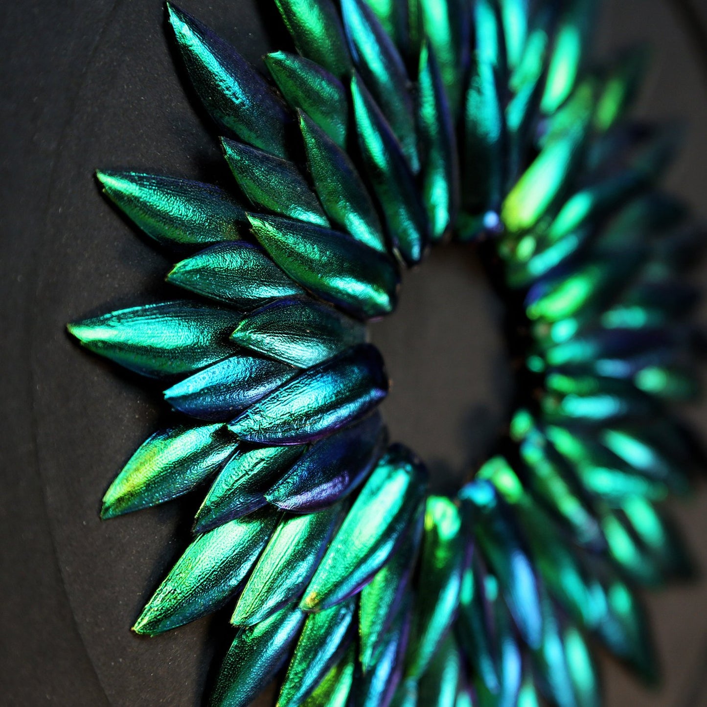 Amaryllis Metamorphosis Elytra Beetle Wing Mosaic