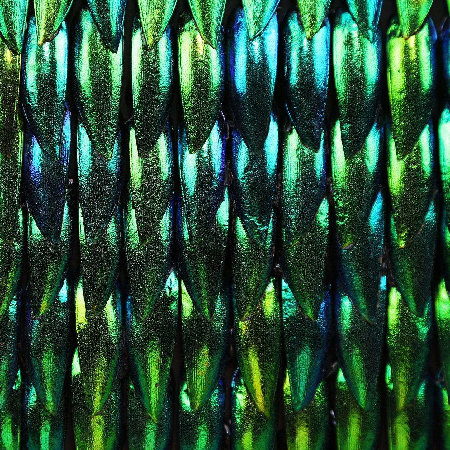Zeleney Metamorphosis Elytra Beetle Wing Mosaic