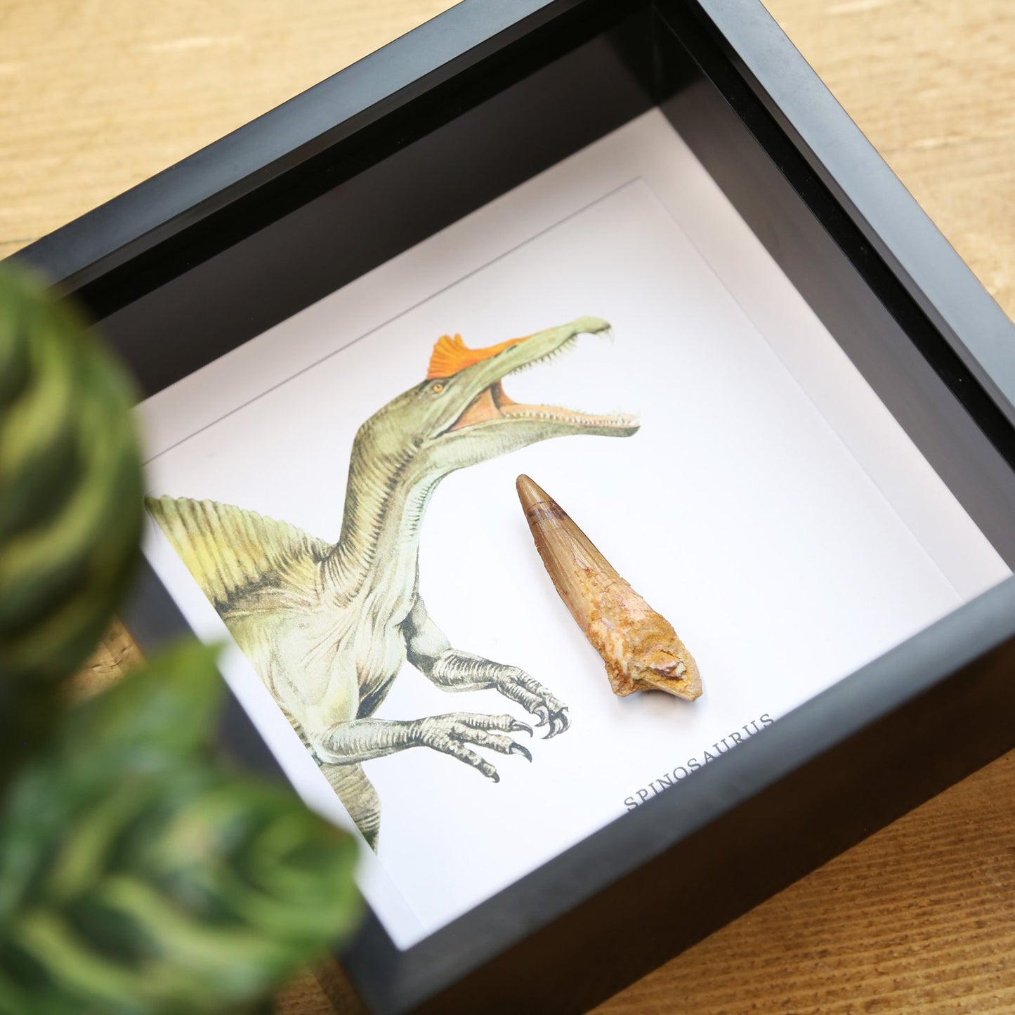 Spinosaurus Tooth