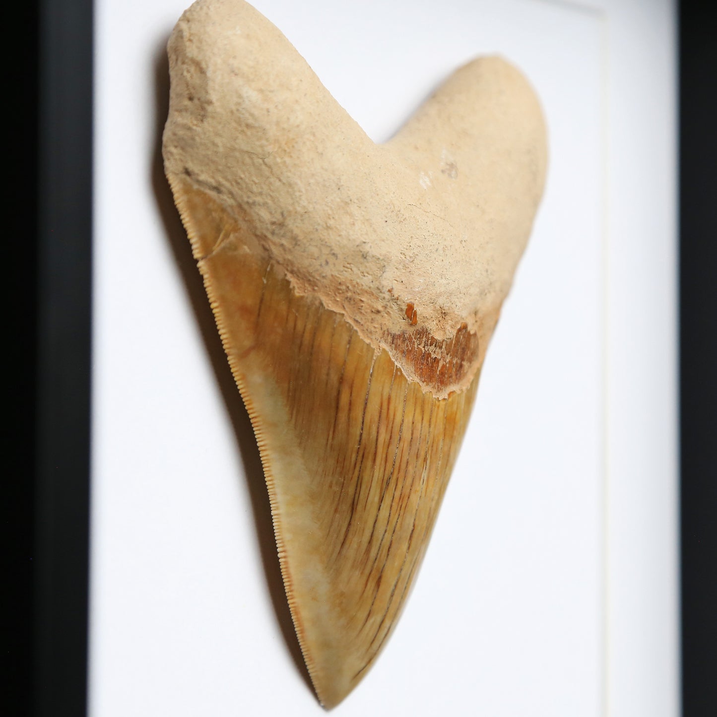 Megalodon Tooth