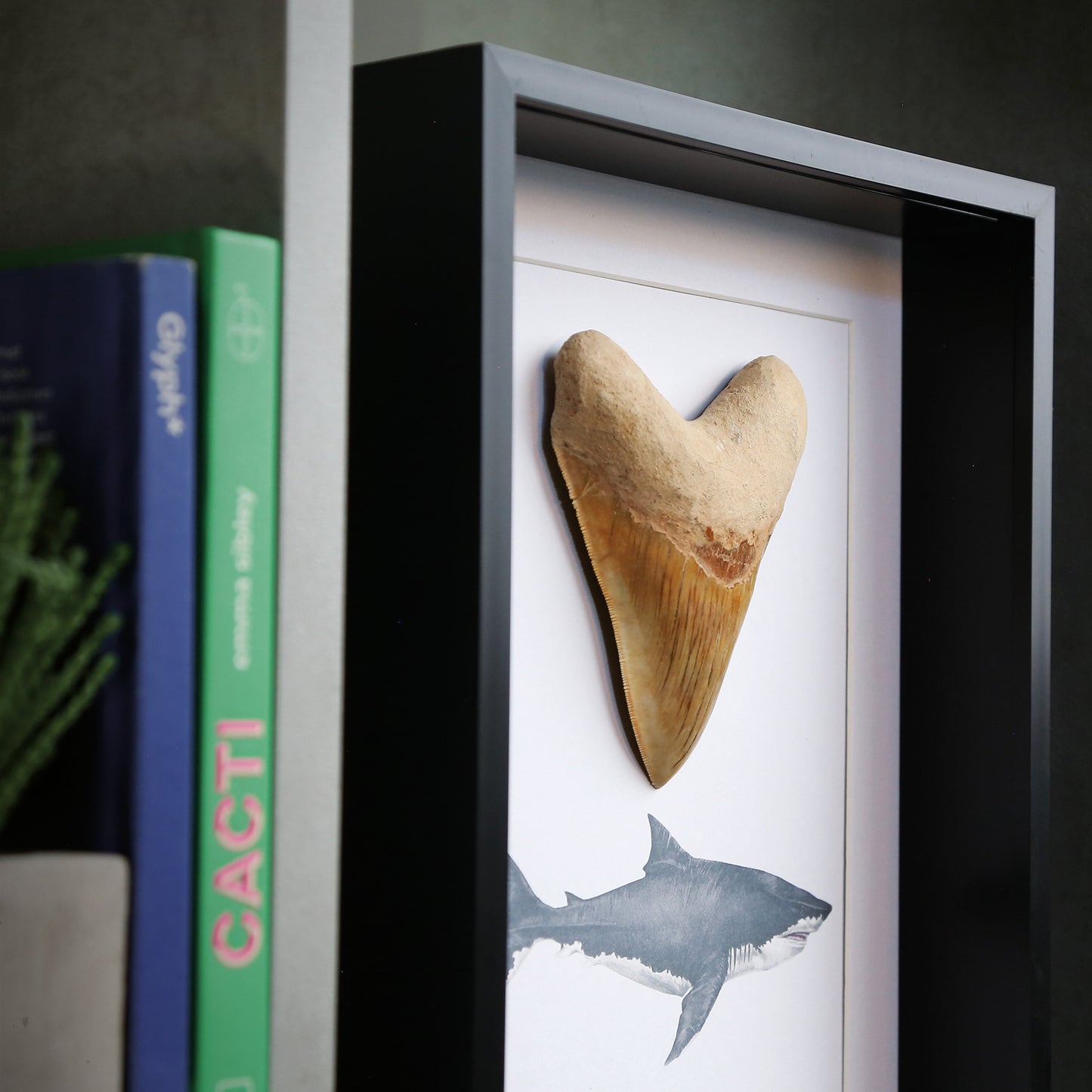 Megalodon Tooth
