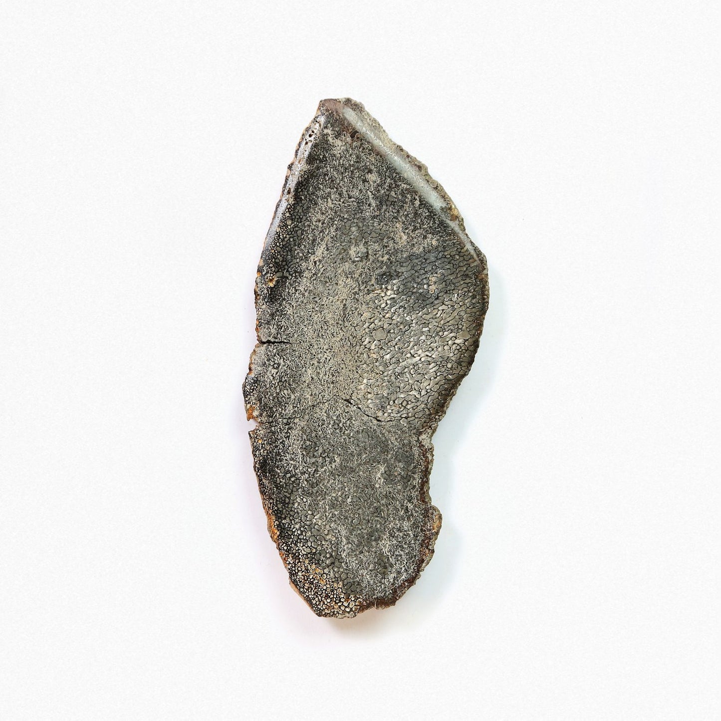 Stegosaurus Bone