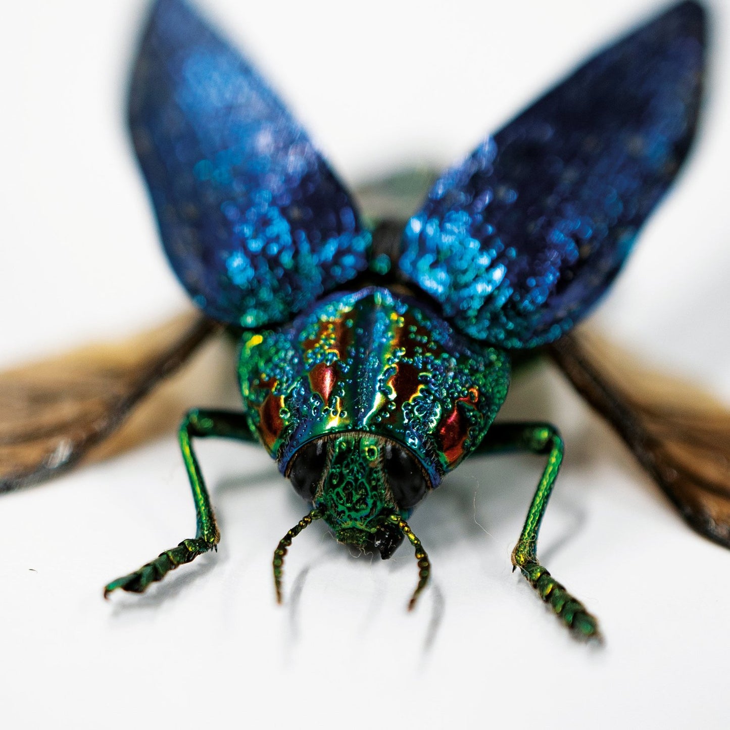 Sumptuosa Jewel Beetle