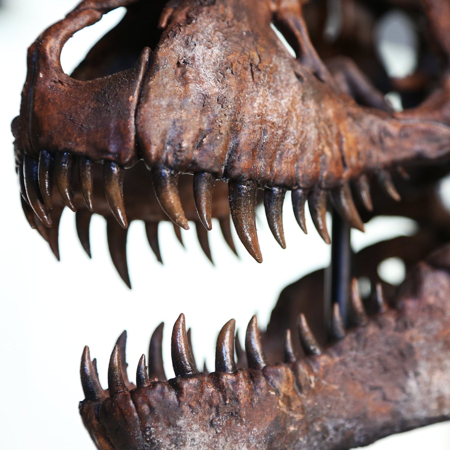 Tyrannosaurus Rex