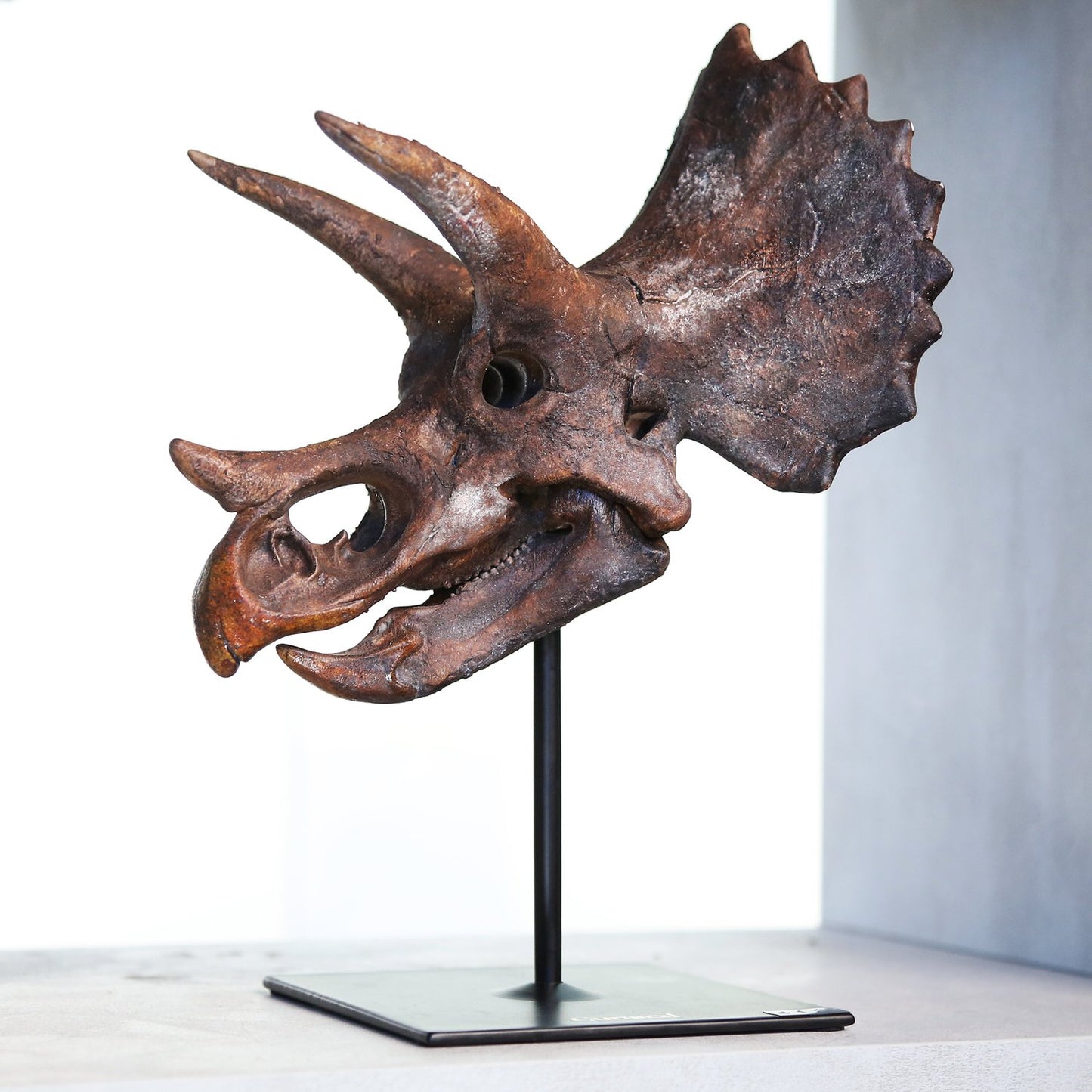 Triceratops