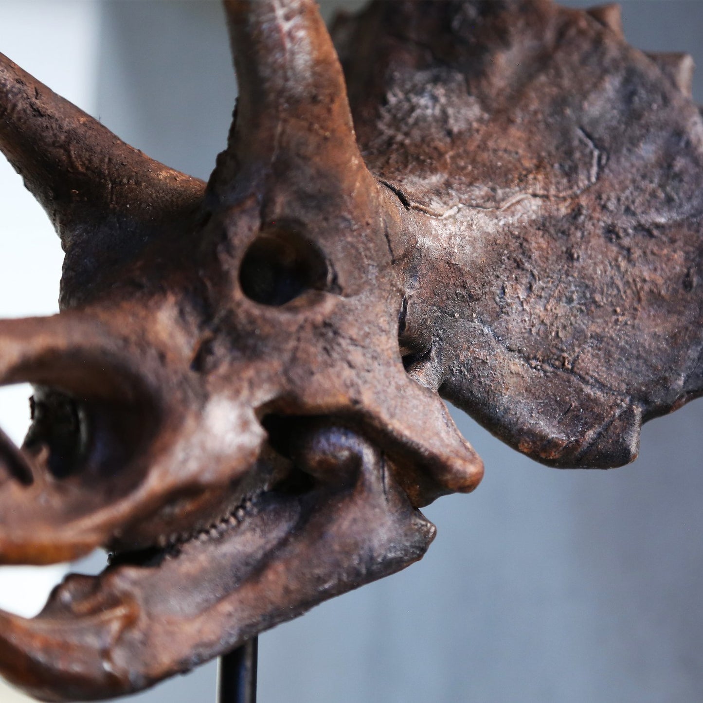 Triceratops