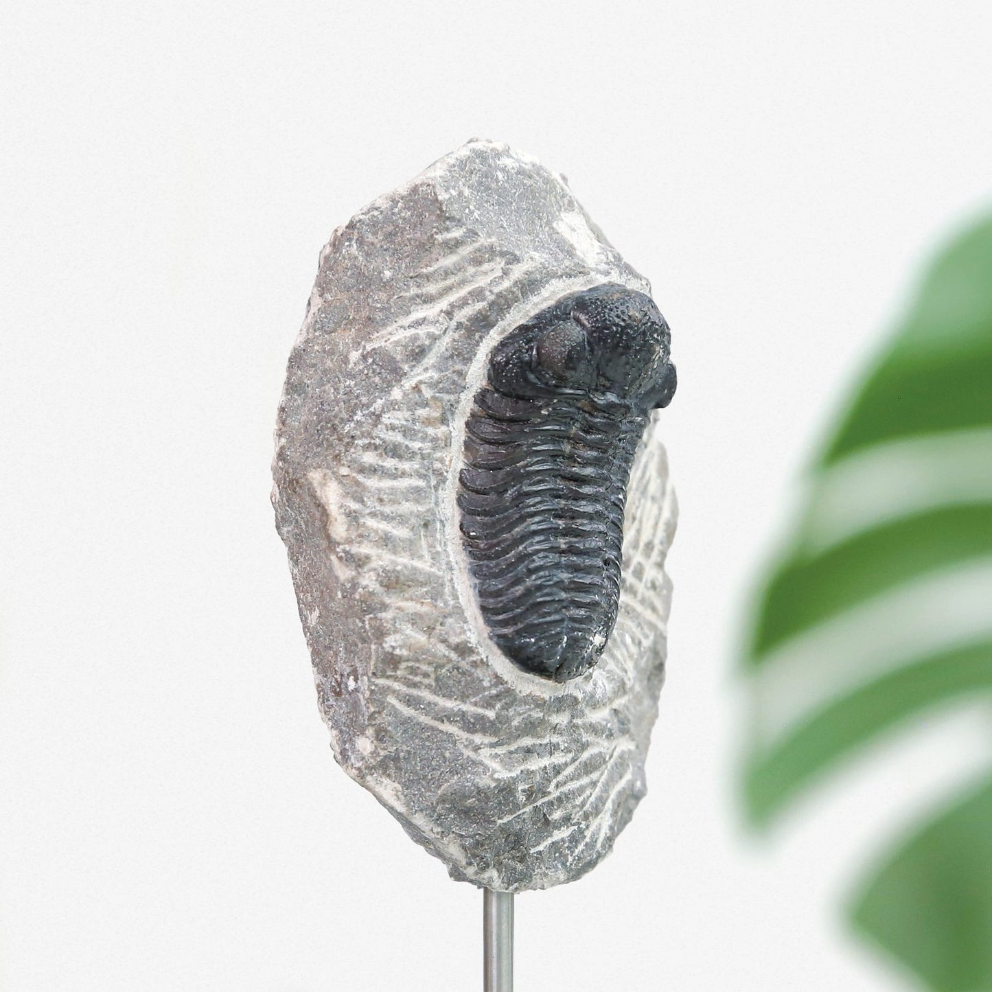 Reedops Trilobite