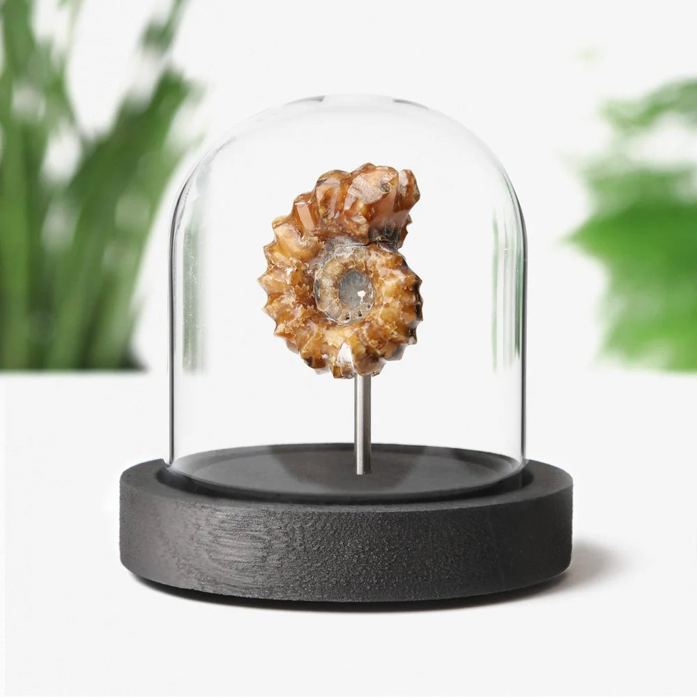 Polished Douvilleceras Ammonite