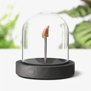 Velociraptor Tooth