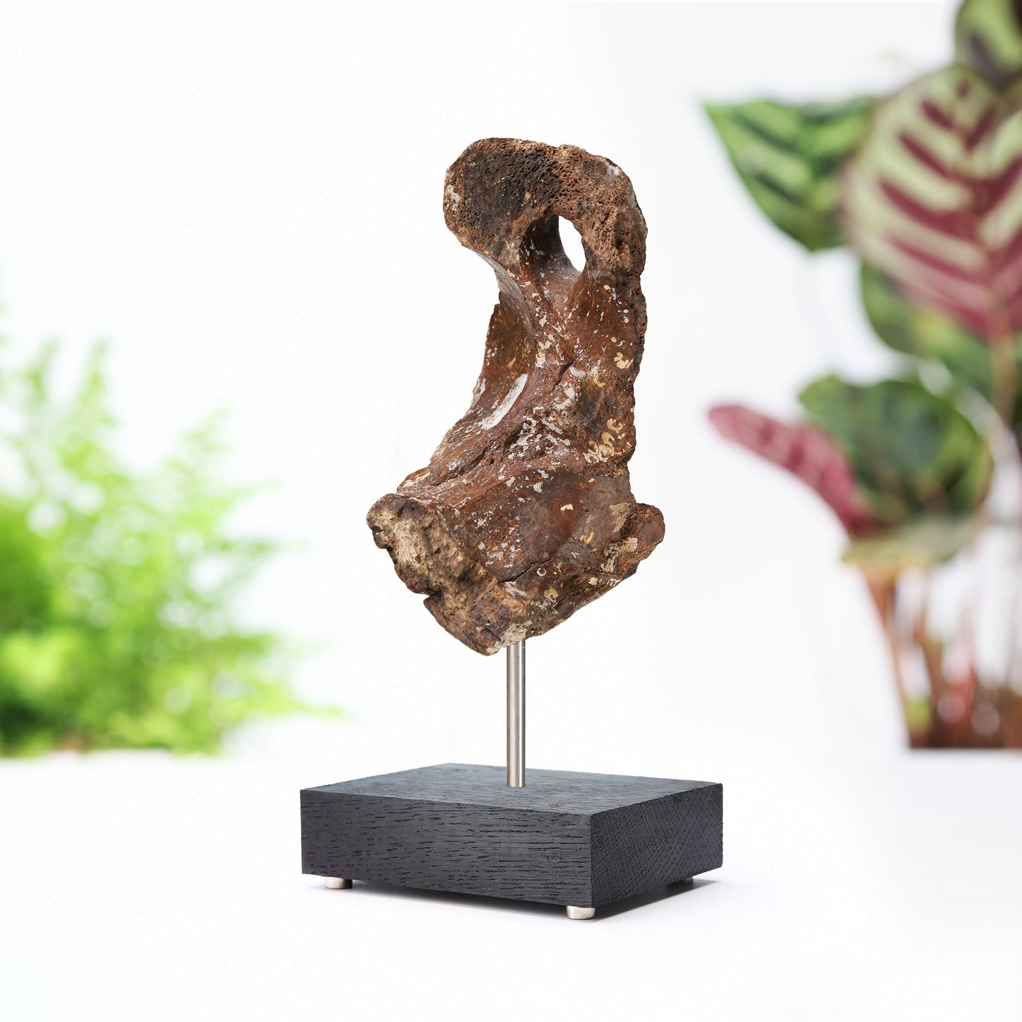 Woolly Rhinoceros Bone