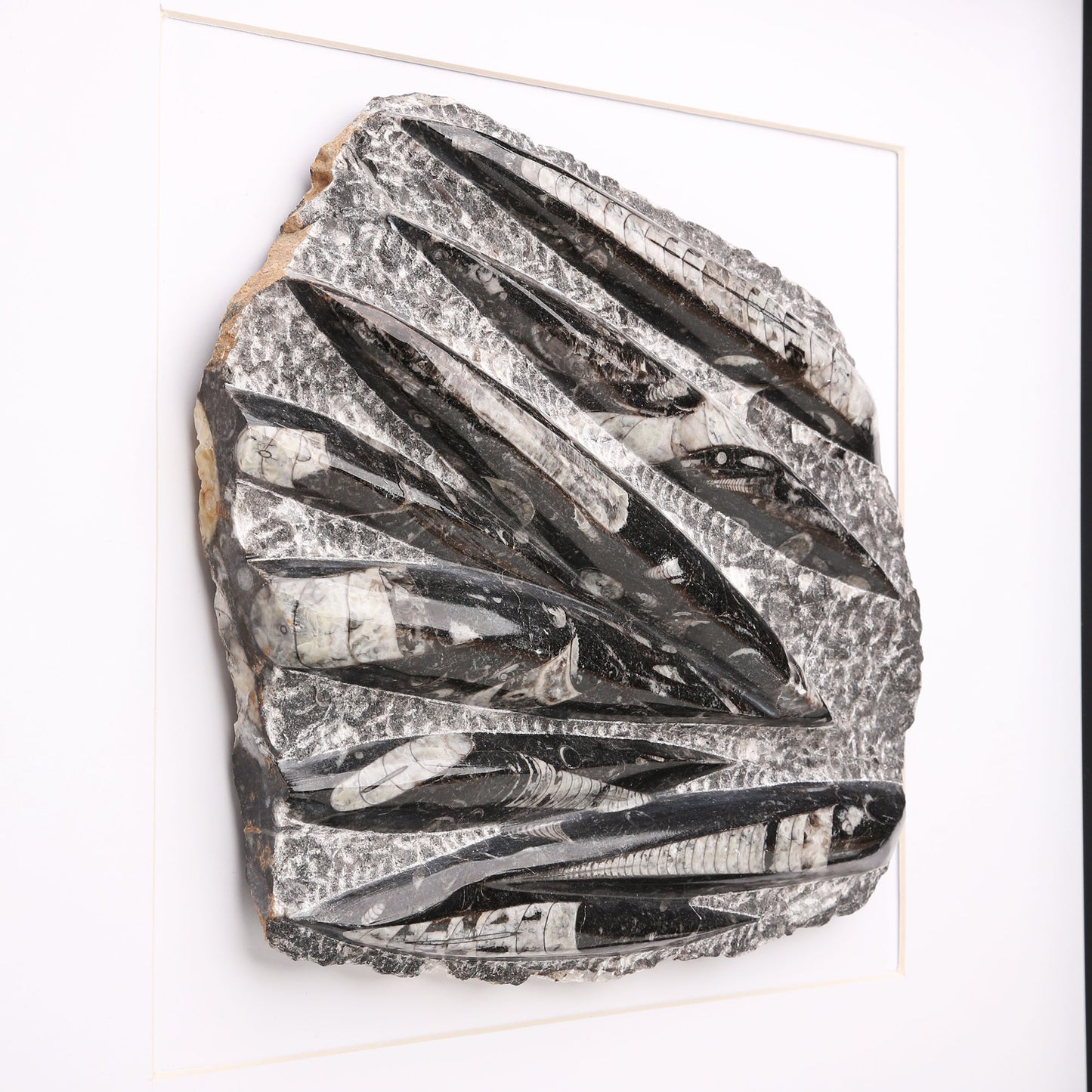 Orthocera Black Marble