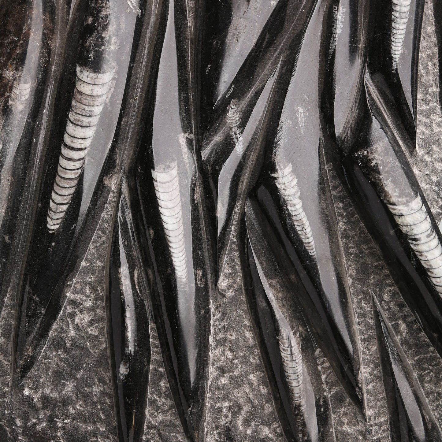 XL Orthocera